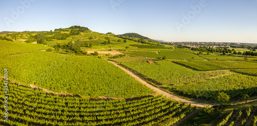 Aerial   Drone Panorama of Vineyard between Heppenheim and Bensheim at the Bergstra  e in Hessen during sunset with a cloudless sky