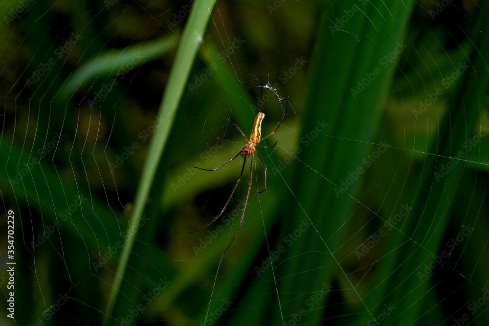 close up of a common stretch spider on its web close up of a common stretch spider on its web