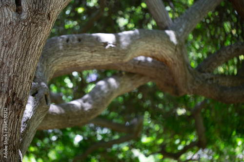 Tree Detail
