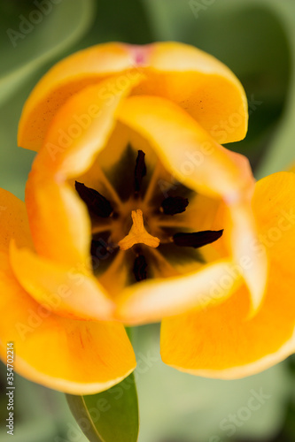yellow or orange tulip in spring grows in the sun