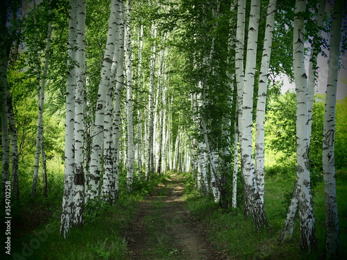 Young birch forest background with a trail. Young birch forest background with a trail. path in the green forest