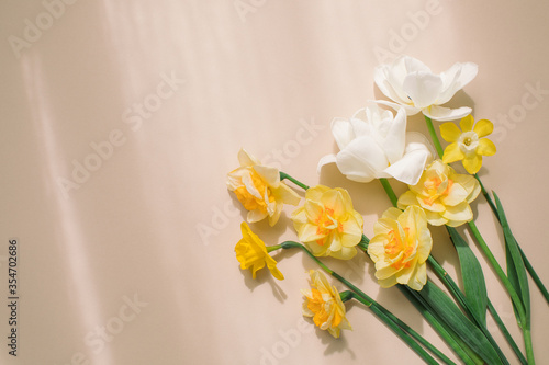 Narcissus flowers and white tulips with copy space on beige background with soft shadows. Flat lay, top view minimal neutral composition. Book cover concept.