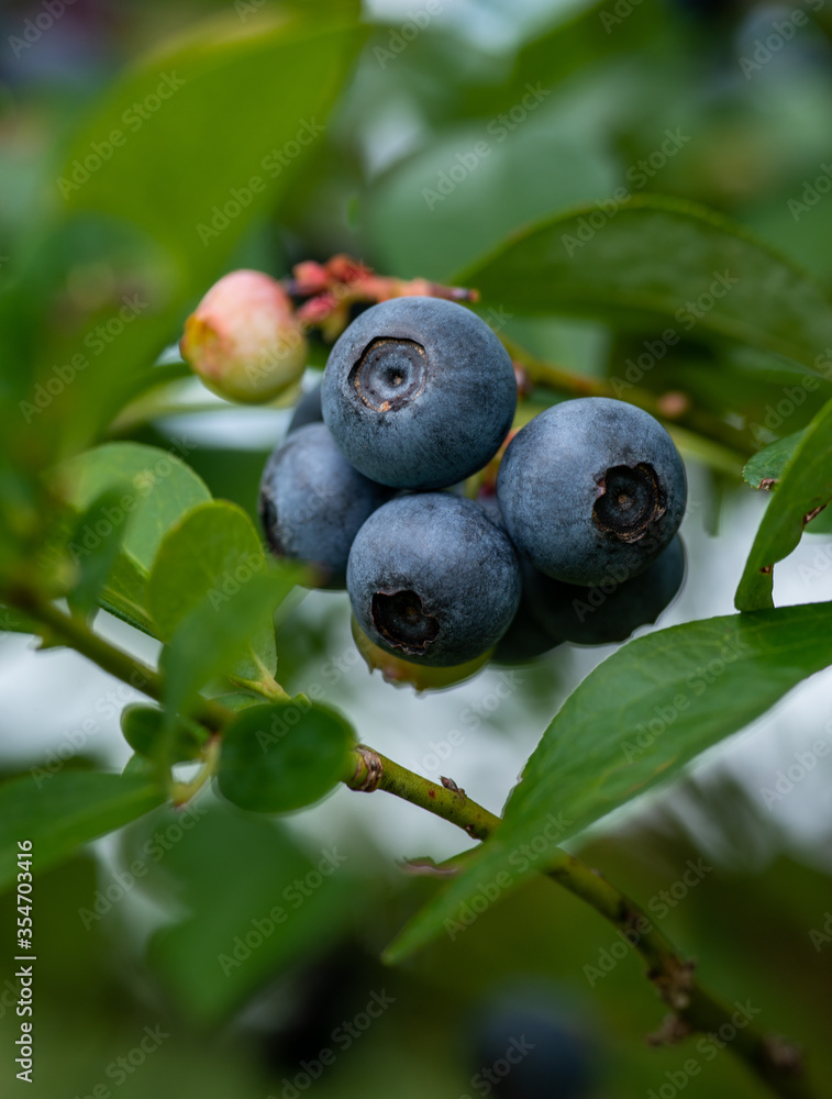 Blueberries growing on bush, ripe and unripe Blueberries growing on bush, ripe and unripe