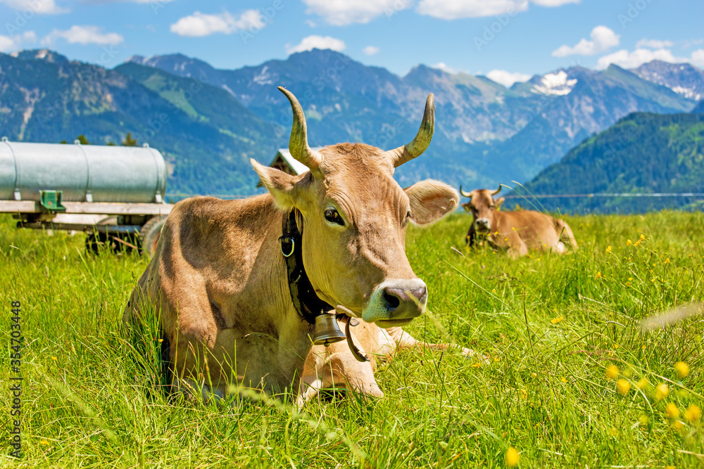 Kuh - Allgäu - Hörner - Berge - Alpen