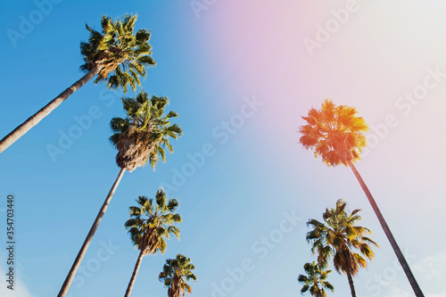 Low angle view of the palms against sky