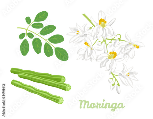 Moringa Oleifera set. Seed Pods Drumstick Tree, white flowers and green leaf isolated on white background. Vector illustration of Superfood in cartoon flat style. Drumstick Vegetables and plant icon.