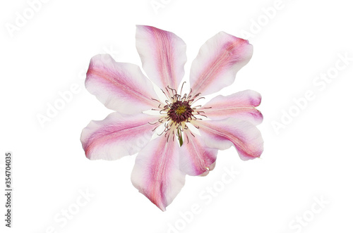 Clematis flower isolated © Richard Griffin