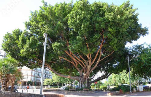 Old ficus tree on a city street. Ficus microcarpa, also known as Chinese banyan, Malayan banyan, Indian laurel, curtain fig or gajumaru  photo