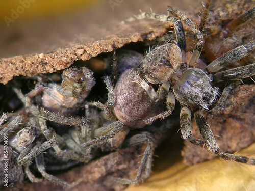 Young spiders in the nest. Wildlife. Macro