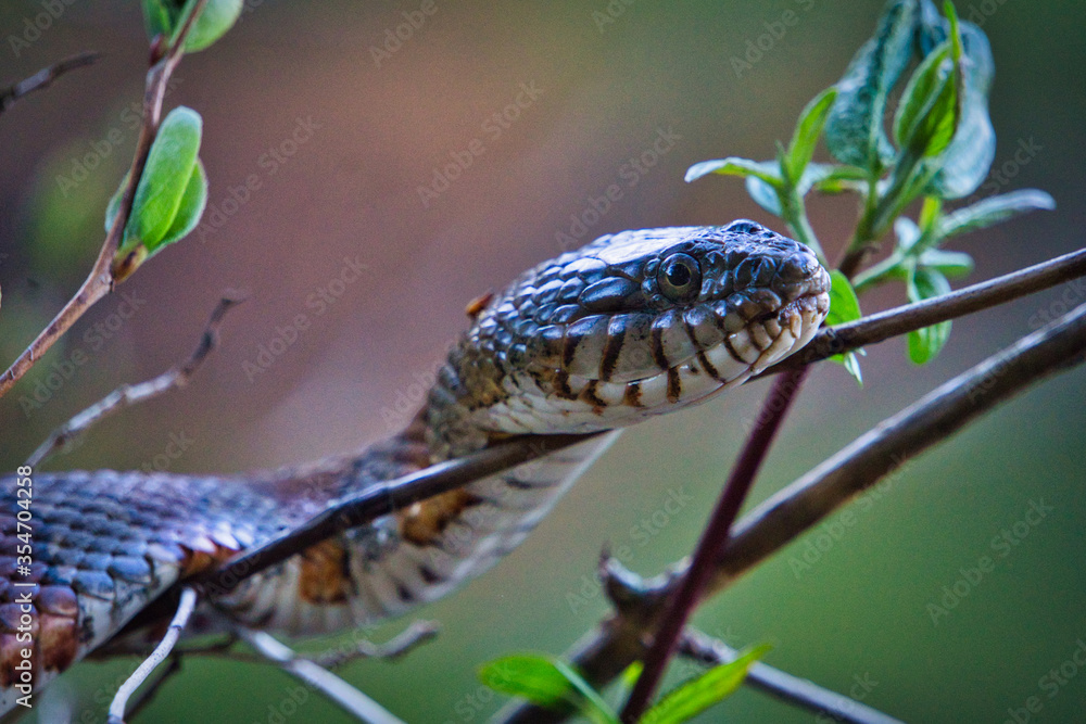 Obraz premium Snake resting in a tree during the day at Bear Brook State Park in Allenstown, NH