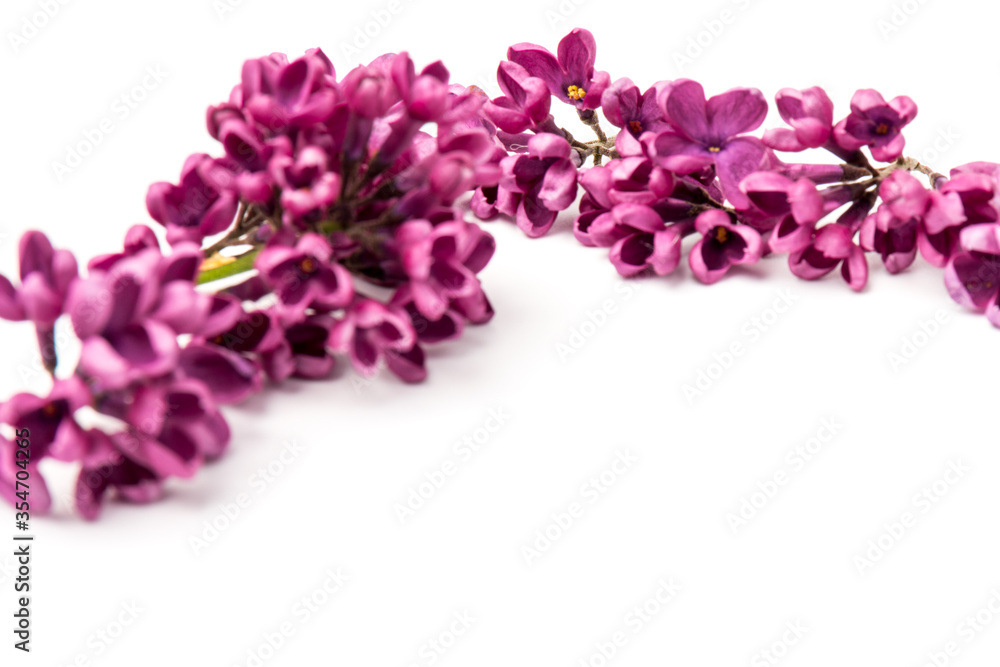 Beautiful blossoming lilac on white background. Space for text Beautiful blossoming lilac on white background. Space for text