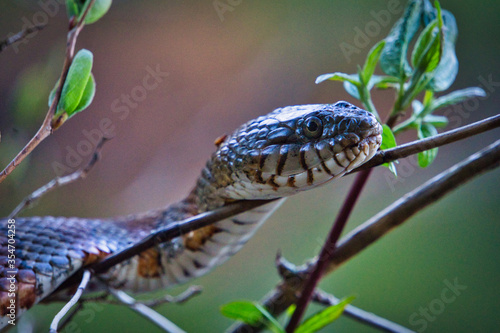 Snake resting in a tree during the day at Bear Brook State Park in Allenstown, NH photo