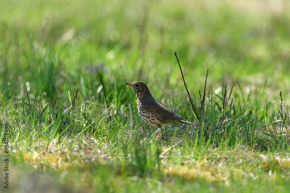 The song thrush bird looking for food in high grass The song thrush bird looking for food in high grass
