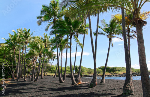 Coconut trees in Punaluu black sand beach

