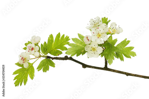 Hawthorn flowers and foliage photo