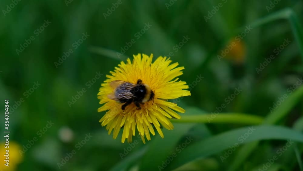Bumblebee collects flower nectar spring flowering meadow, a bumblebee sitting on the yellow dandelion and collects flower nectar in sunny weather.closeup. Bumblebee collects flower nectar spring flowering meadow, a bumblebee sitting on the yellow dandelion and collects flower nectar in sunny weather.closeup.