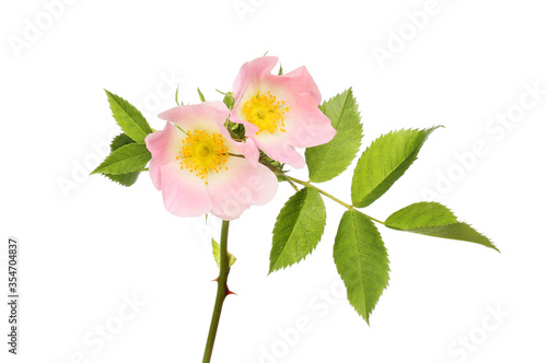 Pastel pink dog rose