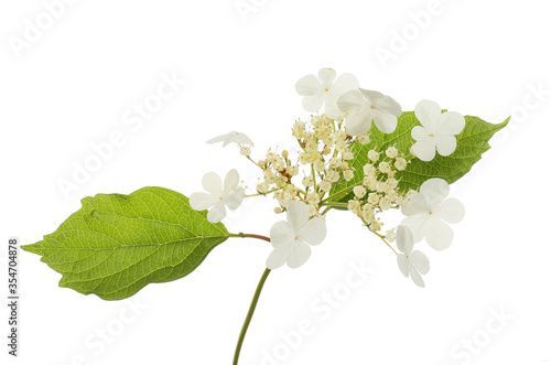 Viburnum flowers and foliage #354704878