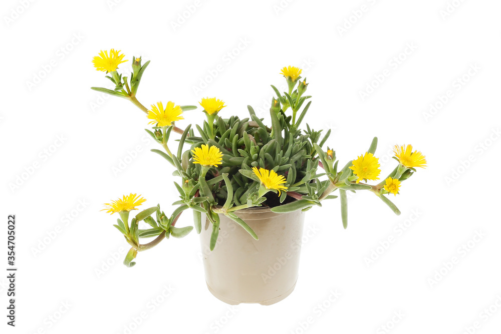 Yellow flowered delosperma
