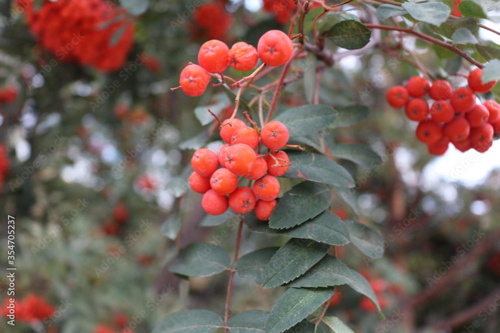red berry red berry