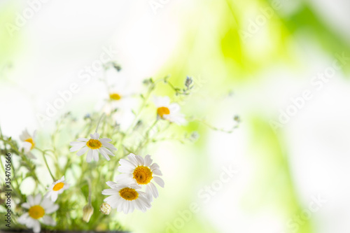 Colorful flowering herb meadow with wild chamomile.