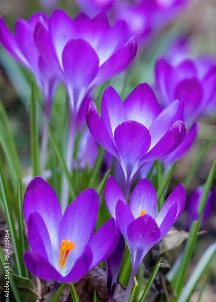 crocus crocus