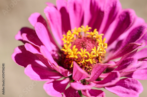 Zinnia  a beautiful flower in the garden