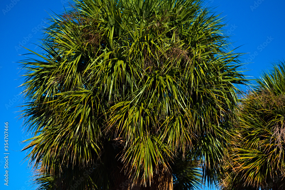 Sabal palmetto tall vibrant green tropical palm tree plant leaves hanging and growing in Miami Beach south Florida outdoor garden park with clear blue sky Sabal palmetto tall vibrant green tropical palm tree plant leaves hanging and growing in Miami Beach south Florida outdoor garden park with clear blue sky