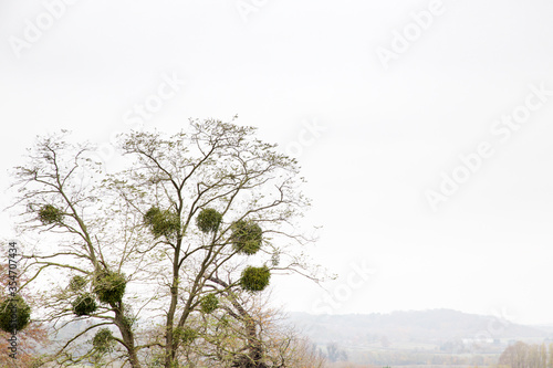 mistletoe growing on a tree photo