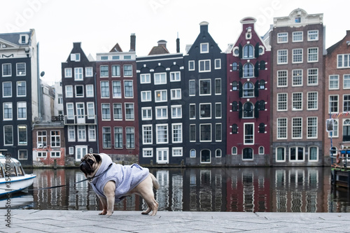 A stylish pug in a warm blouse walks along the canal embankment in Amsterdam in inclement weather, posing for the camera