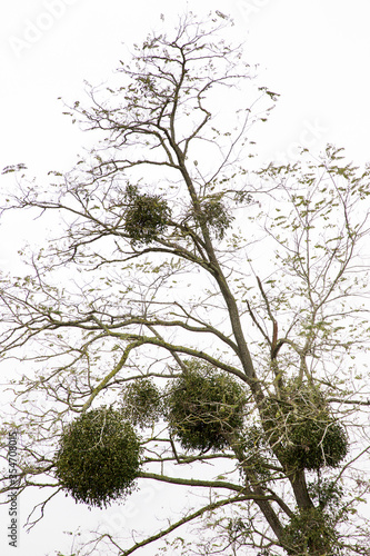mistletoe growing on a tree