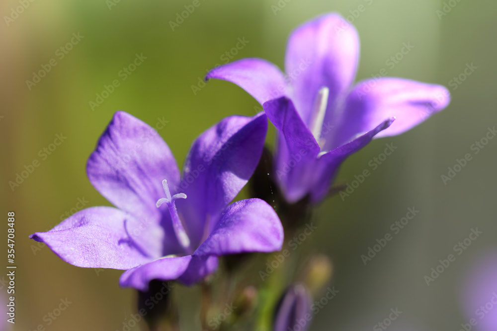 Glockenblume Glockenblume
