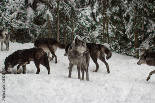 Wolf pack in snow