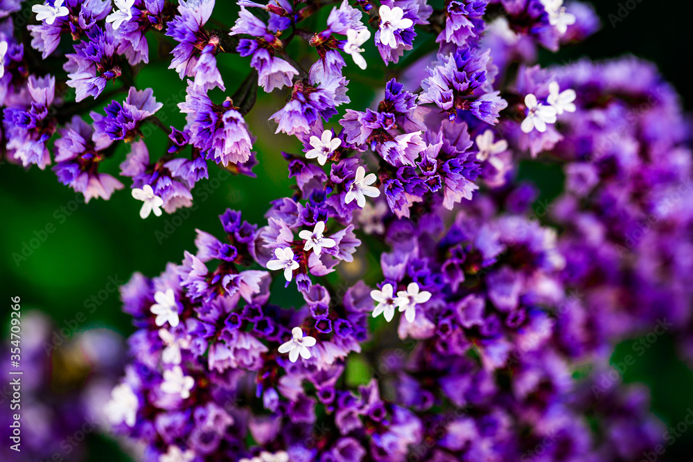 Small Purple Flowers Small Purple Flowers
