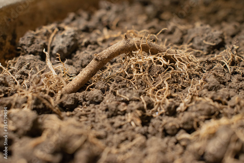 lizard on the ground
