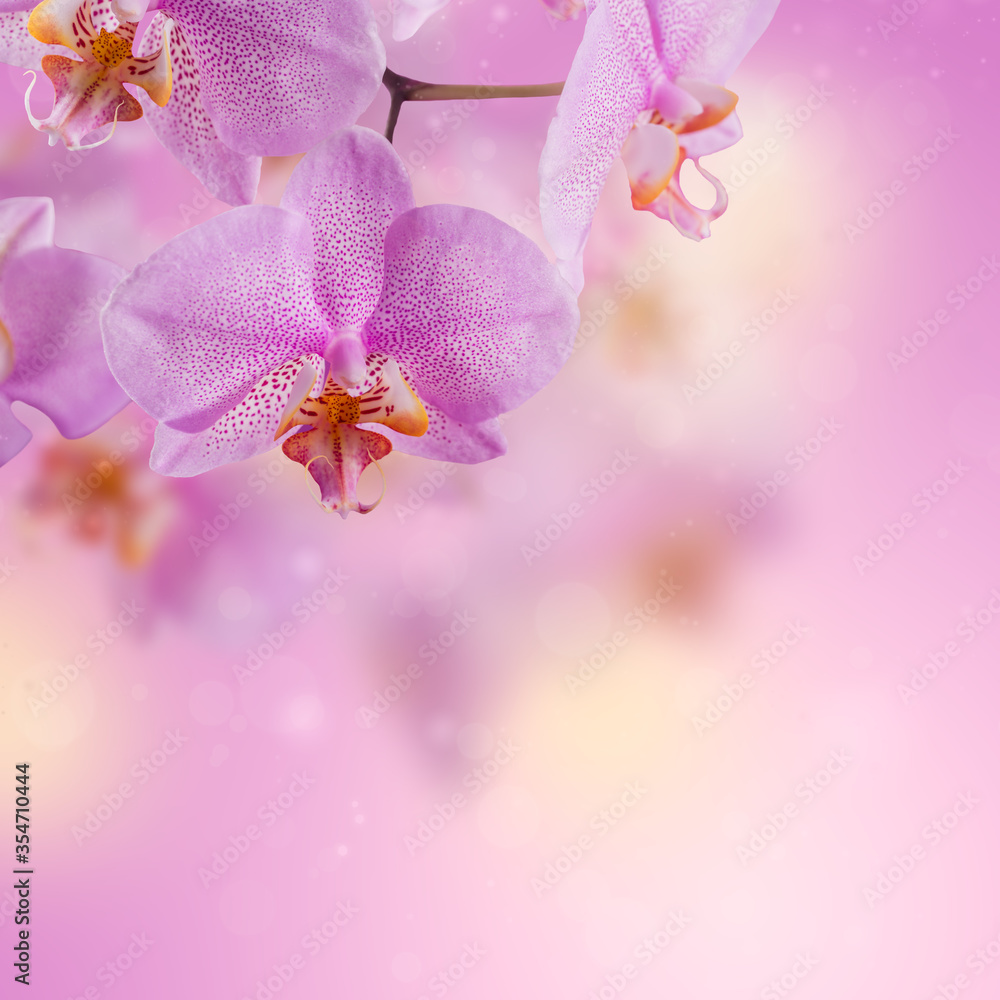 Purple orchid flowers with flying petal on a pink gradient background. Beautiful wallpaper Purple orchid flowers with flying petal on a pink gradient background. Beautiful wallpaper