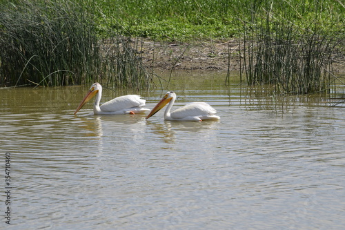 Pelicans