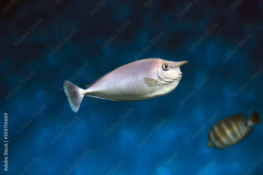 Bluespine unicornfish (Naso unicornis), also known as the short-nose unicornfish. Fish under water. Bluespine unicornfish (Naso unicornis), also known as the short-nose unicornfish. Fish under water.