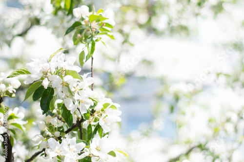 white flowers of apple tree with space for copy text