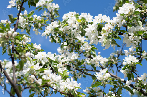 white apple tree blossoms with blue sky background