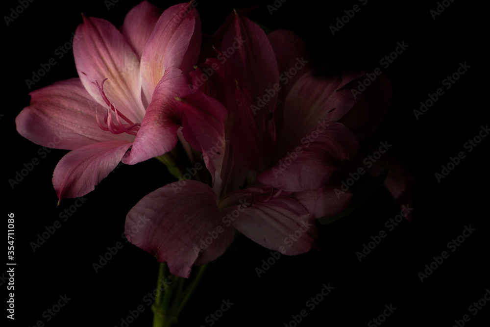 Fototapeta premium Soft Pink Peruvian Lily Flower