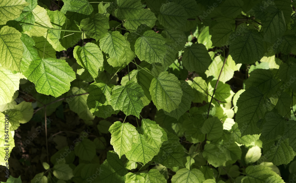 green leaves in the sunlight green leaves in the sunlight