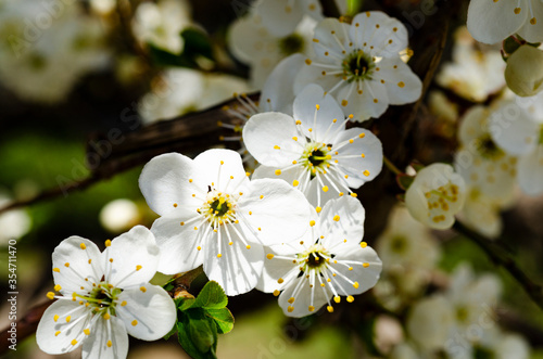 Closeup of blooming fruit tree in early spring, spring frost. Fruit trees. Cherry blossom. Corrosive background, place for text