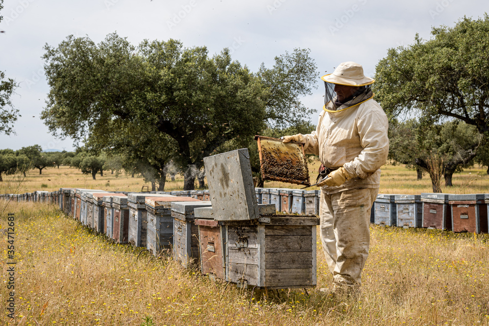 Rural and natural beekeeper, working to collect honey from hives with honey bees. Beekeeping concept, self-consumption, Rural and natural beekeeper, working to collect honey from hives with honey bees. Beekeeping concept, self-consumption,