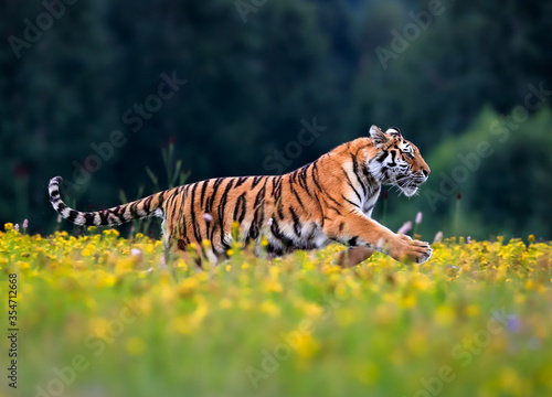 The largest cat in the world, Siberian tiger, Panthera Tigris altaica, running across a meadow full of yellow flowers. Impressionistic scene of the top predator in a nature.