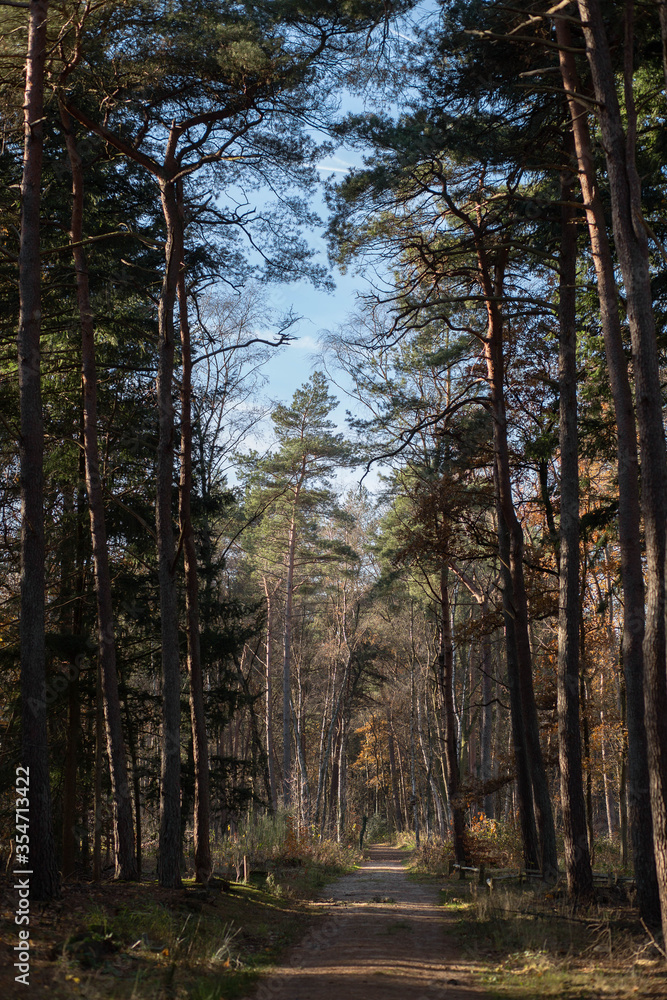 Fototapeta premium Magic forest path with pine trees, walking in autumn colors.