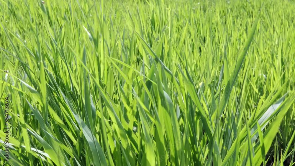 A field of green young juicy grass swaying in the wind on a bright Sunny day. Close up. A field of green young juicy grass swaying in the wind on a bright Sunny day. Close up.