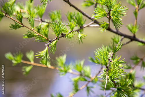 young green needles on a branch © savva_25