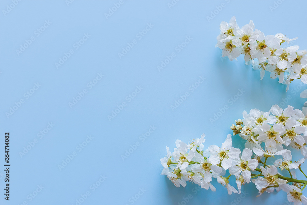 Fresh branches of white cherry blossoms on light blue background. Pastel color. Beautiful flower wide banner. Closeup. Empty place for inspirational text, lovely quote or positive sayings. Top view. Fresh branches of white cherry blossoms on light blue background. Pastel color. Beautiful flower wide banner. Closeup. Empty place for inspirational text, lovely quote or positive sayings. Top view.