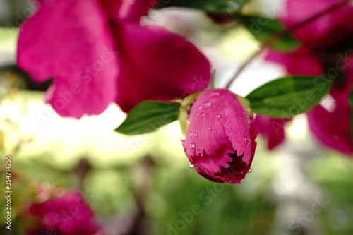 Pink Peony Flower bud blooming, selective focus